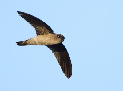 Germains Swiftlet - Collocalia germani