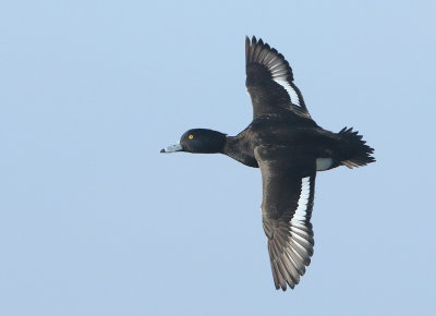 Tufted Duck - Aythya fuligula (Kuifeend)