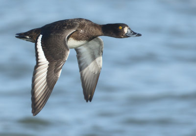 Tufted Duck - Aythya fuligula (Kuifeend)