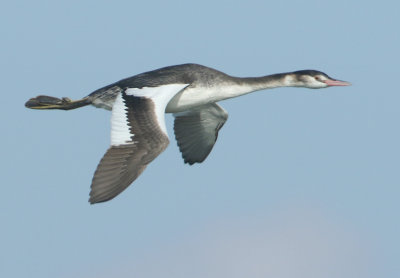 Great Crested Grebe - Podiceps cristatus (Fuut)