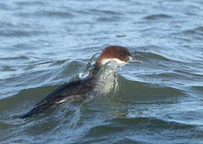 Smew - Mergellus albellus (Nonnetje)