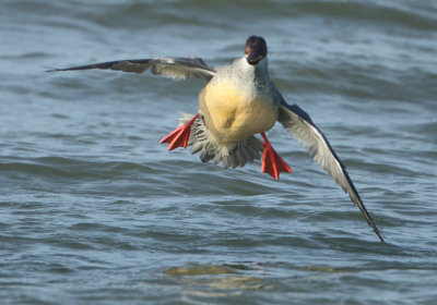 Goosander - Mergus merganser (Grote Zaagbek)