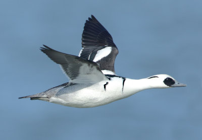 Smew - Mergellus albellus (Nonnetje)