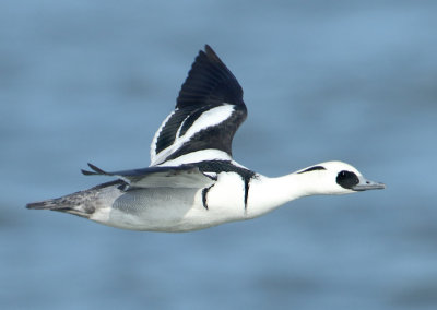 Smew - Mergellus albellus (Nonnetje)