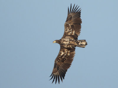 White-tailed Eagle - Haliaetus albicilla (Zeearend)