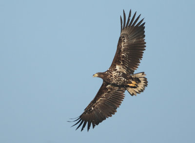 White-tailed Eagle - Haliaetus albicilla (Zeearend)