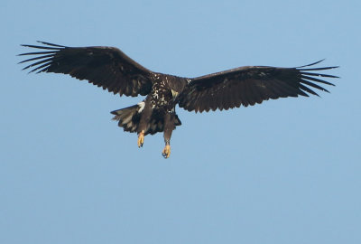White-tailed Eagle - Haliaetus albicilla (Zeearend)