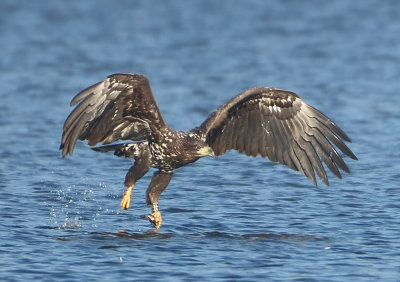 White-tailed Eagle - Haliaetus albicilla (Zeearend)