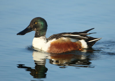 Northern Shoveler - Anas clypeata (Slobeend)