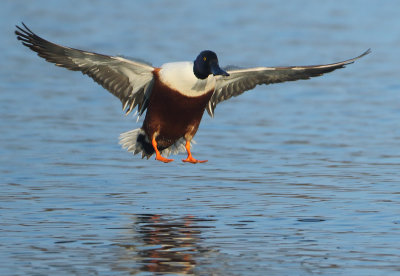 Northern Shoveler - Anas clypeata (Slobeend)