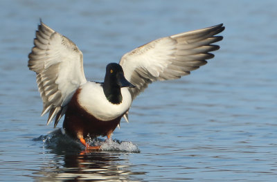 Northern Shoveler - Anas clypeata (Slobeend)
