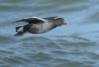 Common Moorhen - Gallinula chloropus (Waterhoen)