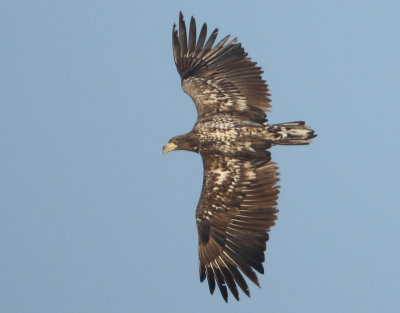 White-tailed Eagle - Haliaetus albicilla (Zeearend)
