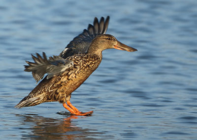 Northern Shoveler - Anas clypeata (Slobeend)