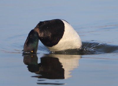 Tufted Duck - Aythya fuligula (Kuifeend)