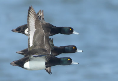 Tufted Duck - Aythya fuligula (Kuifeend)