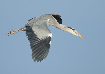 Grey Heron - Ardea cinerea (Blauwe Reiger)