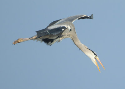 Grey Heron - Ardea cinerea (Blauwe Reiger)