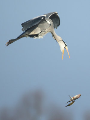 Grey Heron - Ardea cinerea (Blauwe Reiger)