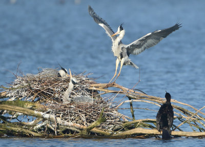 Grey Heron - Ardea cinerea (Blauwe Reiger)