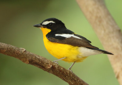 Yellow-rumped Flycatcher - Ficedula zanthopygia