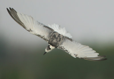 White-winged Tern - Chlidonias leucopterus (Witvleugelstern)
