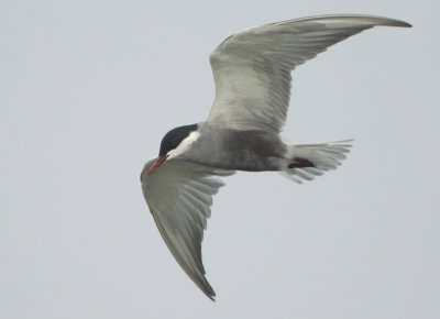Whiskered Tern - Chlidonias hybrida (Witwangstern)
