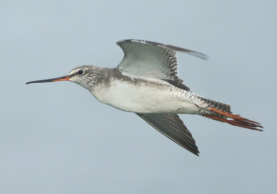 Spotted Redshank - Tringa erythrops (Zwarte Ruiter)
