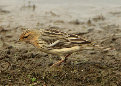 Red-throated Pipit - Anthus cervinus (Roodkeelpieper)
