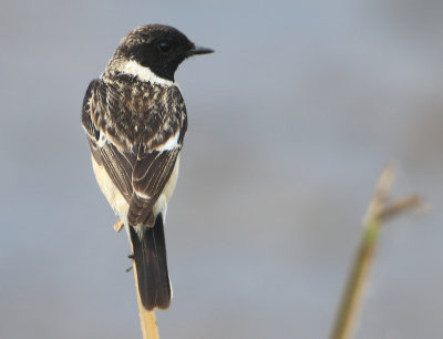 Stejnegers Stonechat - Saxicola stejnegeri