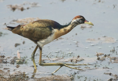 Bronze-winged Jacana - Metopidius indicusg