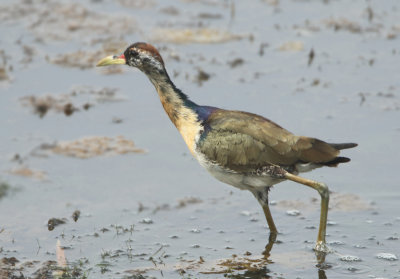 Bronze-winged Jacana - Metopidius indicus