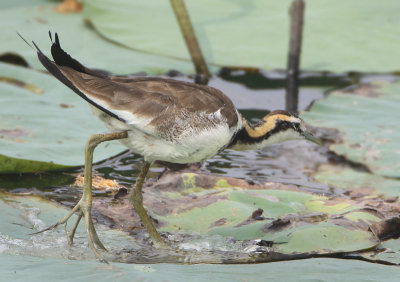 Pheasant-tailed Jacana - Hydrophasianus chirurgus