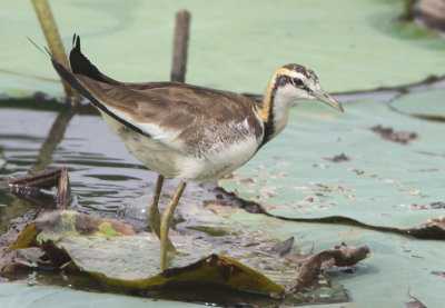 Jacanas - Jacaniidae (Jacana's)