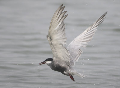 Whiskered Tern - Chlidonias hybrida (Witwangstern)