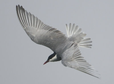 Whiskered Tern - Chlidonias hybrida (Witwangstern)