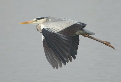 Grey Heron - Ardea cinerea jouyi (Blauwe Reiger)