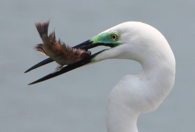 Eastern Great Egret - Ardea egretta modesta 