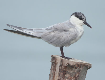 Whiskered Tern - Chlidonias hybrida (Witwangstern)