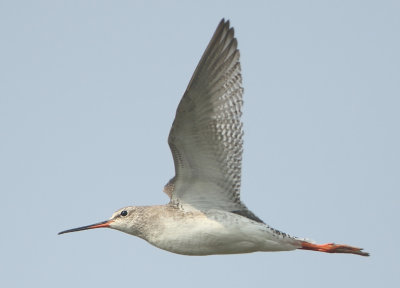 Spotted Redshank - Tringa erythrops (Zwarte Ruiter)