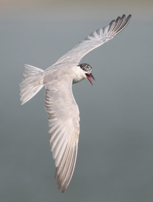 Whiskered Tern - Chlidonias hybrida (Witwangstern)