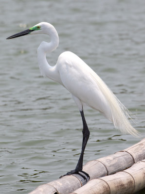 Eastern Great Egret - Ardea egretta modesta 