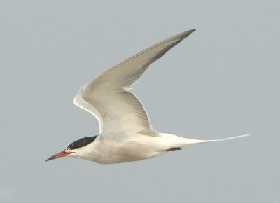 Common Tern - Sterna hirundo tibetana (Visdief)