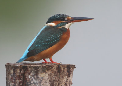 Common Kingfisher - Alcedo atthis bengalensis (IJsvogel)