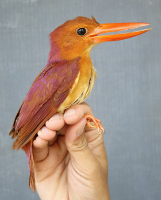 Ruddy Kingfisher - Halcyon coromanda