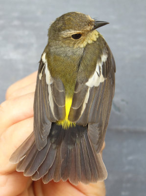 Yellow-rumped Flycatcher - Ficedula zanthopygia