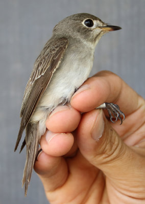 Asian Brown Flycatcher - Muscicapa dauurica (Bruine Vliegenvanger)