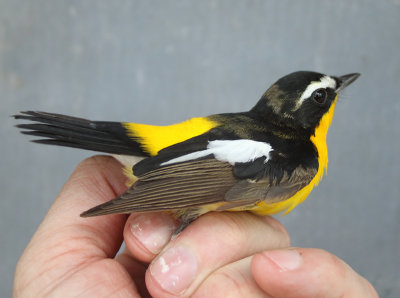 Yellow-rumped Flycatcher - Ficedula zanthopygia.jpg