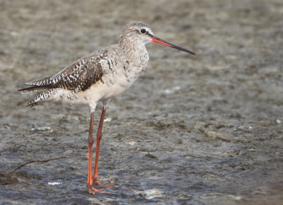 Spotted Redshank - Tringa erythrops (Zwarte Ruiter)