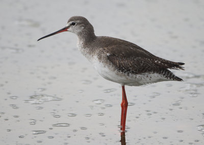 Spotted Redshank - Tringa erythrops (Zwarte Ruiter)